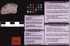 Foto (Objekt + Etiketten) von Ululapagurus oroszyi (Fraaije et al., 2019) (NHMW-GEO-1990-0041-0194)